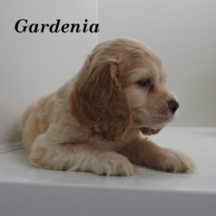 puppy, for, sale, Cocker Spaniel, Joe & Cherri  Overlease, dog, breeder, Miller, MO, dog-breeder, puppy-for-sale, forsale, nearby, find, puppyfind, locator, puppylocator, aca